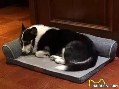 如何缓解狗狗关节炎疼痛?