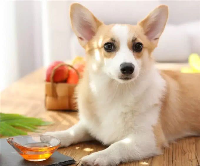 如何缓解狗狗关节炎疼痛?