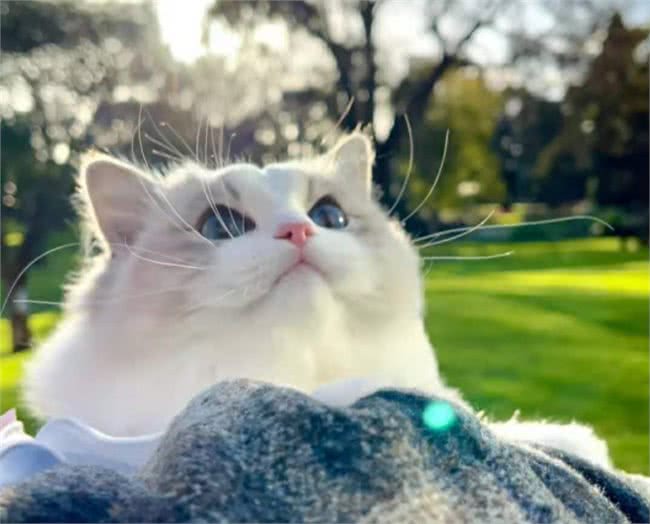 公认最温顺粘人的3种猫，你最想养哪只?