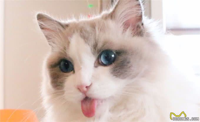 公认最温顺粘人的3种猫，你最想养哪只?