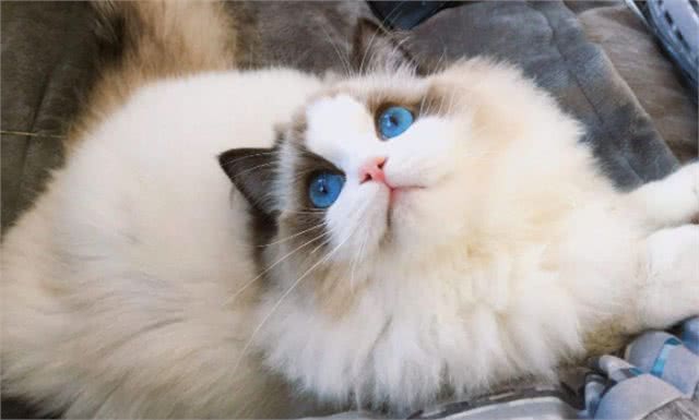 公认最温顺粘人的3种猫，你最想养哪只?