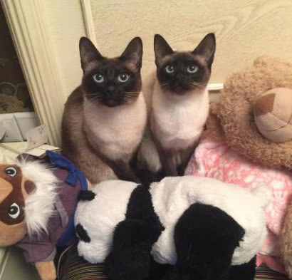 公认最温顺粘人的3种猫，你最想养哪只?