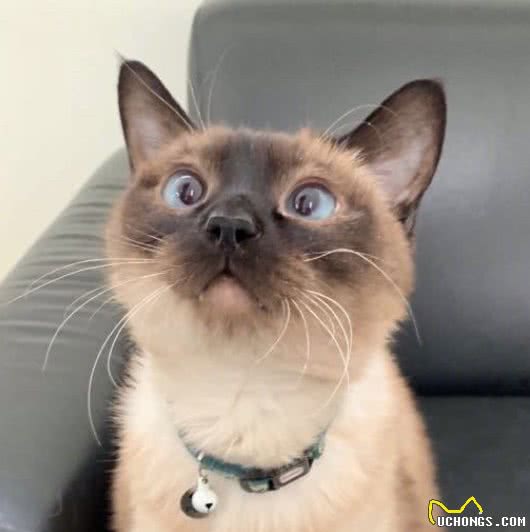 公认最温顺粘人的3种猫，你最想养哪只?