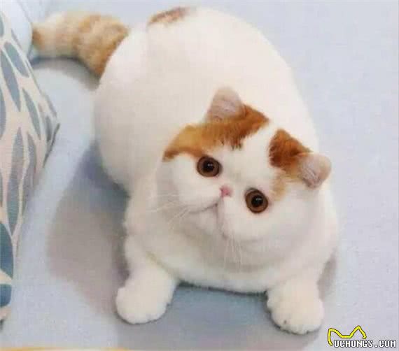 公认最温顺粘人的3种猫，你最想养哪只?