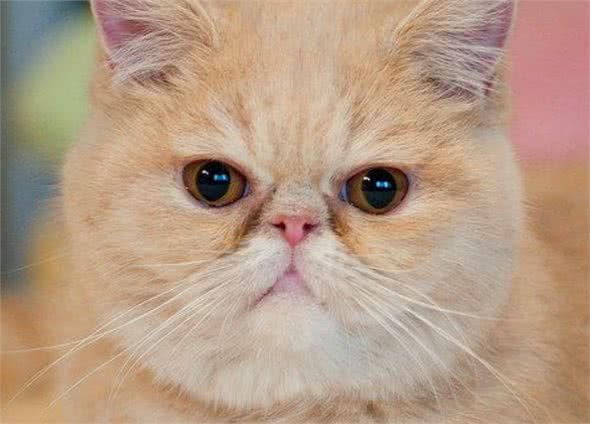 公认最温顺粘人的3种猫，你最想养哪只?