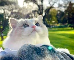 公认最温顺粘人的3种猫，你最想养哪只?