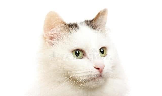 土耳其梵猫各品种特征