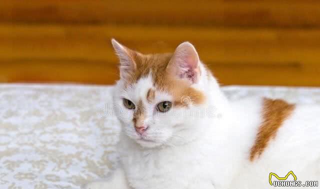 土耳其梵猫各品种特征