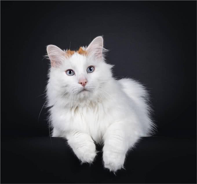 土耳其梵猫各品种特征