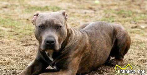 四种方法让你的比特犬威猛强壮