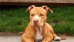 四种方法让你的比特犬威猛强壮