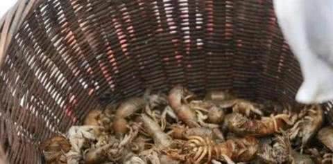 长得像虾，却被称为狗，殊不知是海陆空司