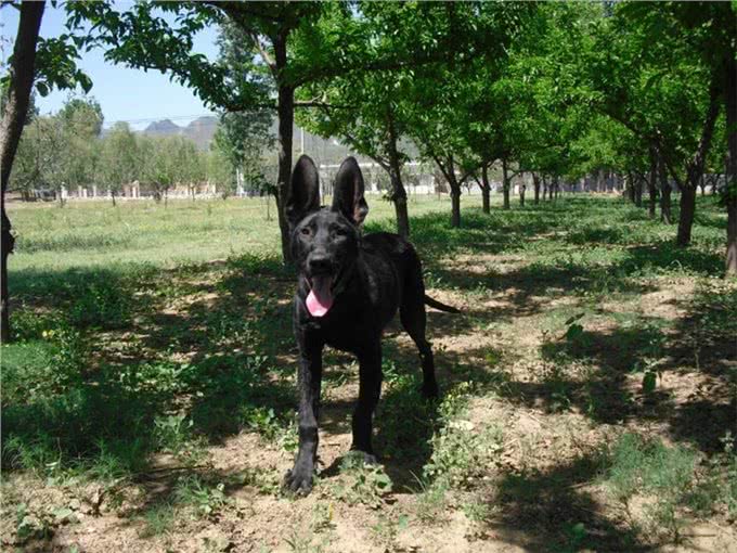 犬界那些狗狗属于咱们中国本土的狗狗之狗狗介绍