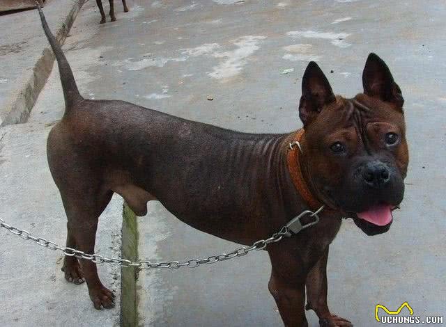 犬界那些狗狗属于咱们中国本土的狗狗之狗狗介绍