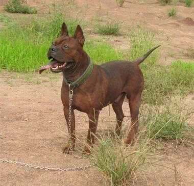犬界那些狗狗属于咱们中国本土的狗狗之狗狗介绍