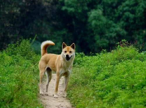犬界那些狗狗属于咱们中国本土的狗狗之狗狗介绍