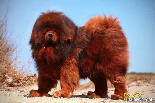犬界那些狗狗属于咱们中国本土的狗狗之狗狗介绍
