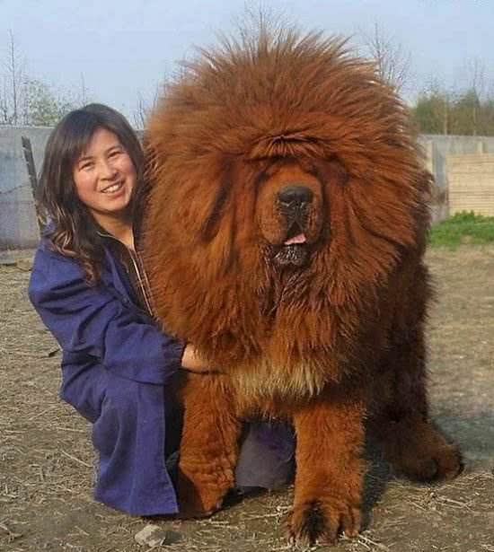 犬界那些狗狗属于咱们中国本土的狗狗之狗狗介绍