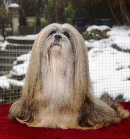犬界那些狗狗属于咱们中国本土的狗狗之狗狗介绍