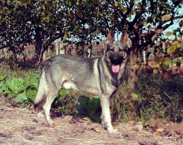 犬界那些狗狗属于咱们中国本土的狗狗之狗狗介绍