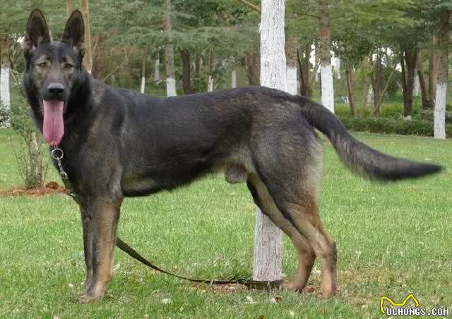 犬界那些狗狗属于咱们中国本土的狗狗之狗狗介绍