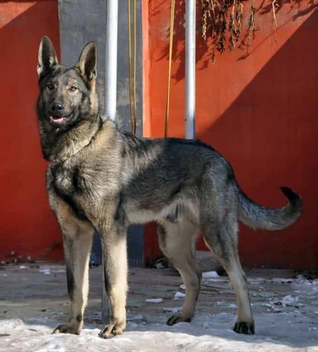 犬界那些狗狗属于咱们中国本土的狗狗之狗狗介绍