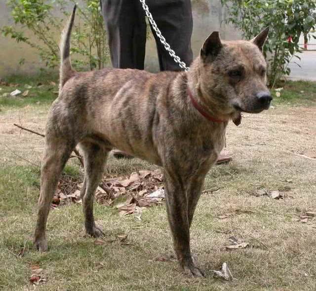 犬界那些狗狗属于咱们中国本土的狗狗之狗狗介绍