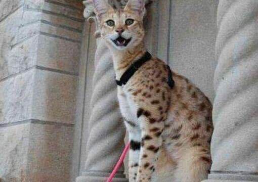 世界上最大的猫排行榜