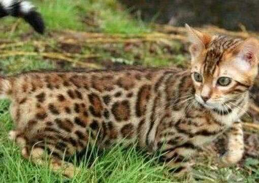 世界上最大的猫排行榜