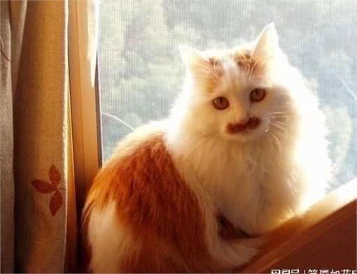 世界上最大的猫排行榜