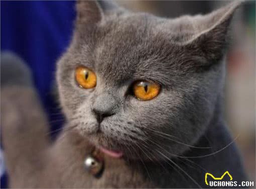 世界上最大的猫排行榜