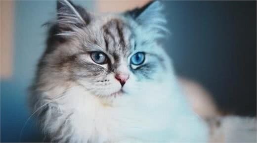 世界上最大的猫排行榜