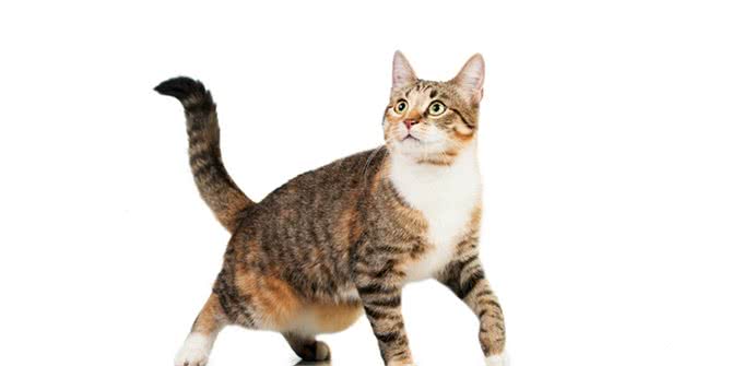 猫咪竟然有小肚腩，走路左右摇摆，需要减肥吗?