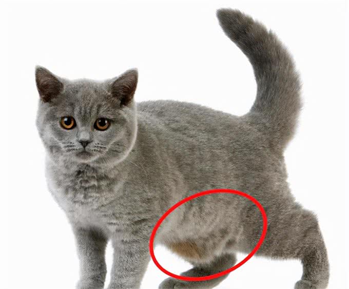 猫咪竟然有小肚腩，走路左右摇摆，需要减肥吗?
