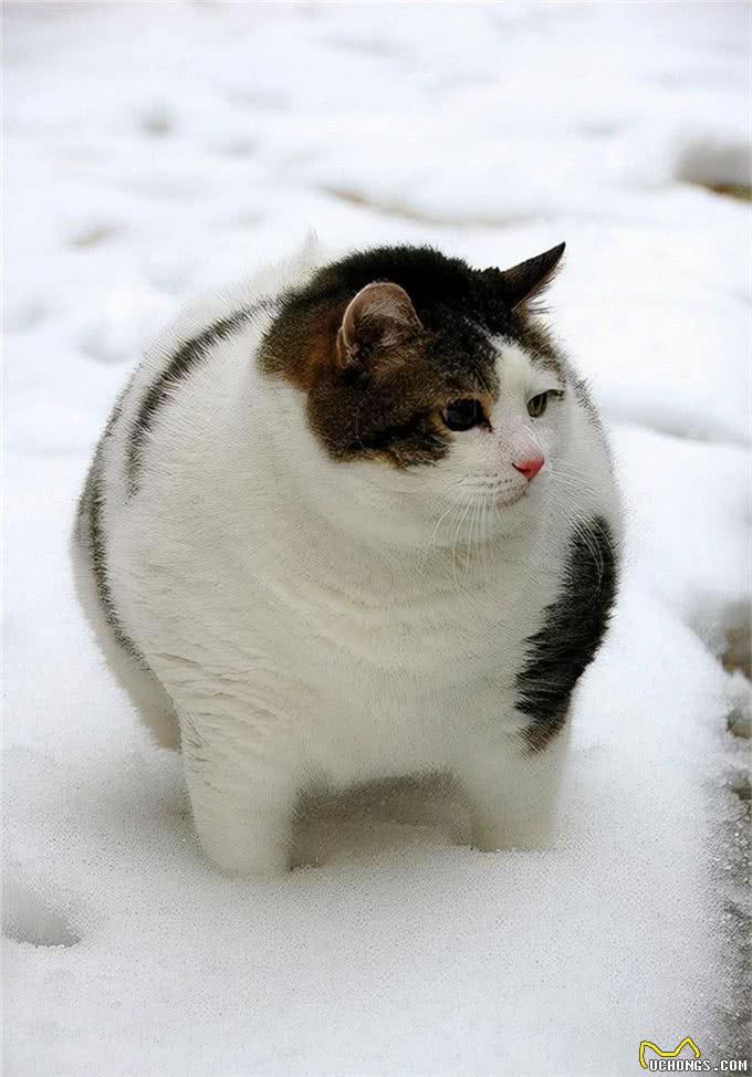 猫咪竟然有小肚腩，走路左右摇摆，需要减肥吗?
