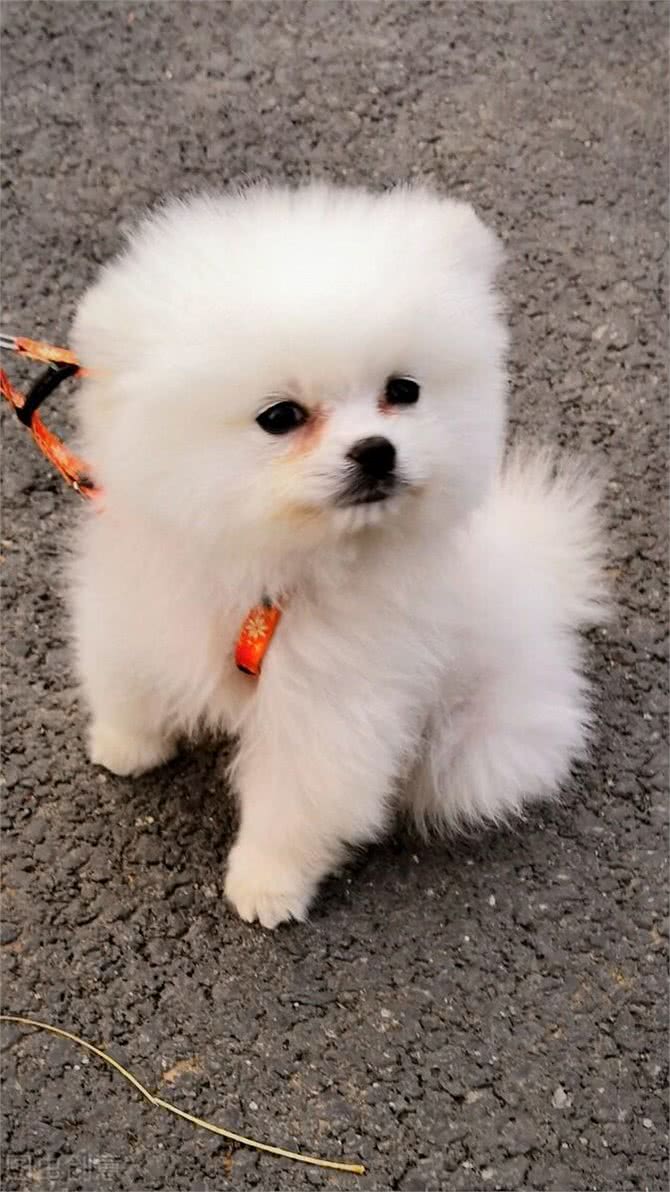 揭秘茶杯犬背后的真相，你还羡慕茶杯犬吗?