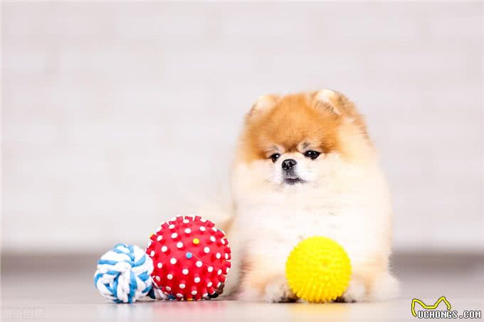 揭秘茶杯犬背后的真相，你还羡慕茶杯犬吗?