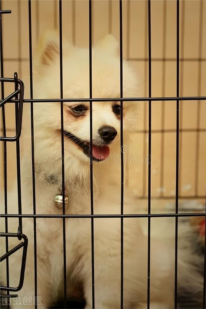 揭秘茶杯犬背后的真相，你还羡慕茶杯犬吗?