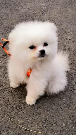 揭秘茶杯犬背后的真相，你还羡慕茶杯犬吗?