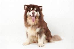 狗狗真的会与人产生情感吗?在狗狗的眼里主人等于父母吗?