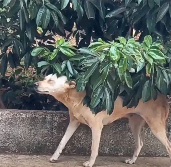 太煽情!狗狗从树枝下慢慢穿过，假装主人在抚摸它