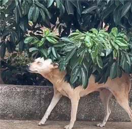 太煽情!狗狗从树枝下慢慢穿过，假装主人在抚摸它