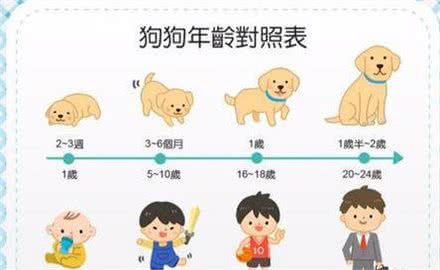 如何更快更有效的教会狗狗使用厕所?