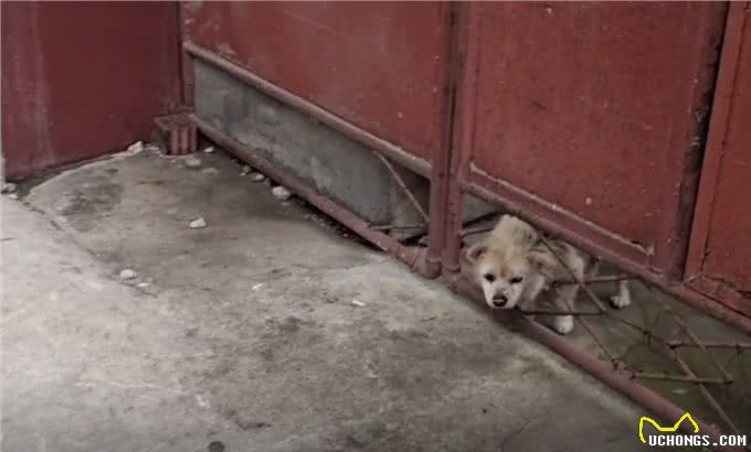 主人搬迁去了新家，留下狗狗原地等待：什么时候回来接我?