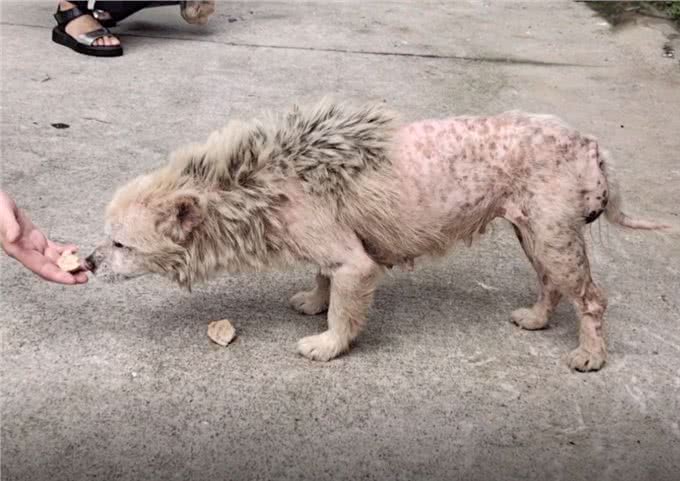 主人搬迁去了新家，留下狗狗原地等待：什么时候回来接我?