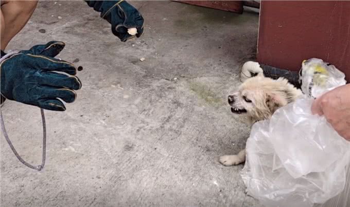 主人搬迁去了新家，留下狗狗原地等待：什么时候回来接我?