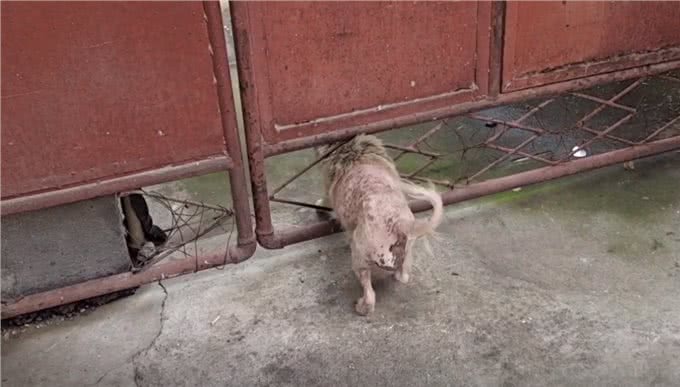 主人搬迁去了新家，留下狗狗原地等待：什么时候回来接我?