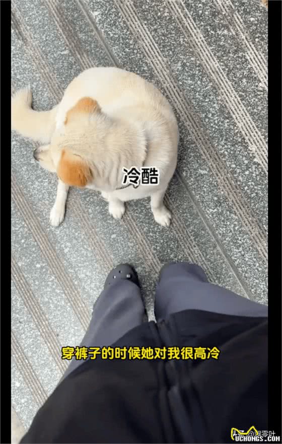 女生穿裤子狗狗态度冷淡,换成裙子后立马就主动贴贴,什么癖好?