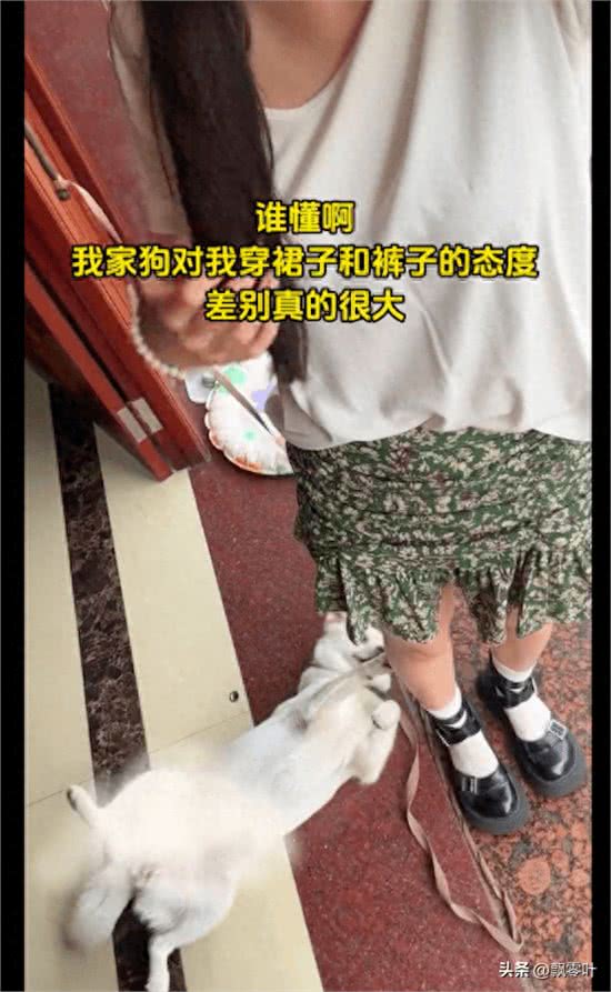 女生穿裤子狗狗态度冷淡,换成裙子后立马就主动贴贴,什么癖好?