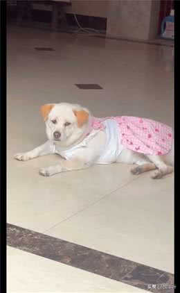 女生穿裤子狗狗态度冷淡，换成裙子后立马就主动贴贴，什么癖好?